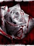 pic for bleeding rose